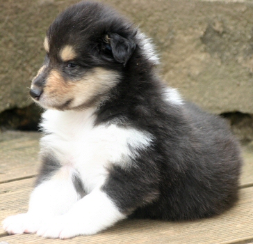 Du clos de montamer - naissance de chiots bleus et tricolores