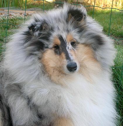 Bohème Du clos de montamer