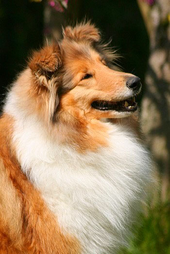 Une petite folie Du clos de montamer